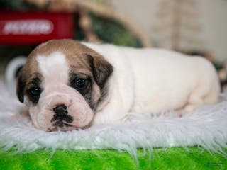 Mixed Breed dogs Max - Ad 14