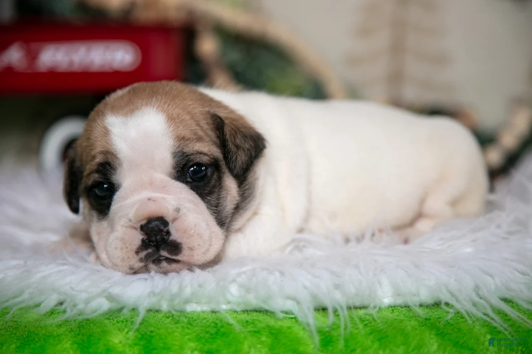 Mixed Breed dogs for sale: Max - Ad 1