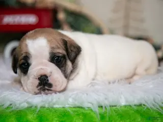 Mixed Breed dogs Max - Ad 13