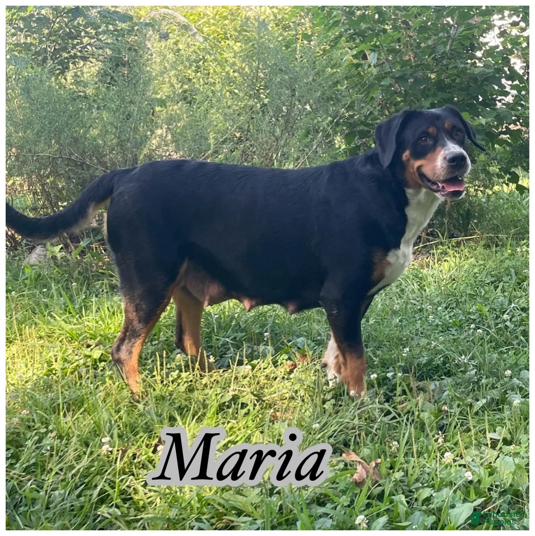 Greater Swiss Mountain Dog dogs for sale: AKC Tybalt - Ad 6