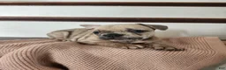 French Bulldog dogs for sale: Daisy  - Ad 2