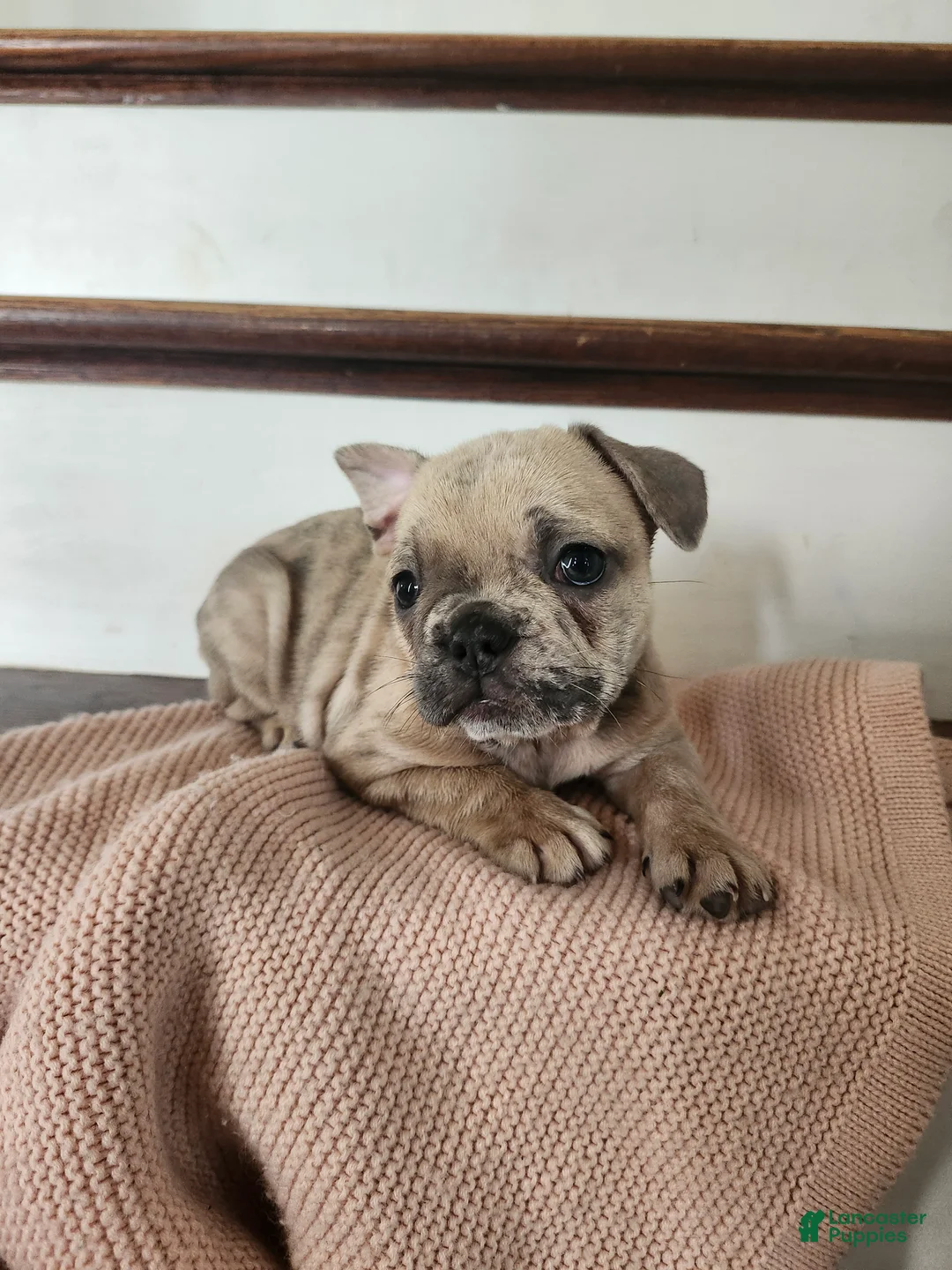French Bulldog dogs for sale: Daisy  - Ad 2