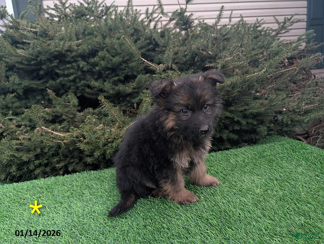 German Shepherd dogs for sale: Micah - Ad 4