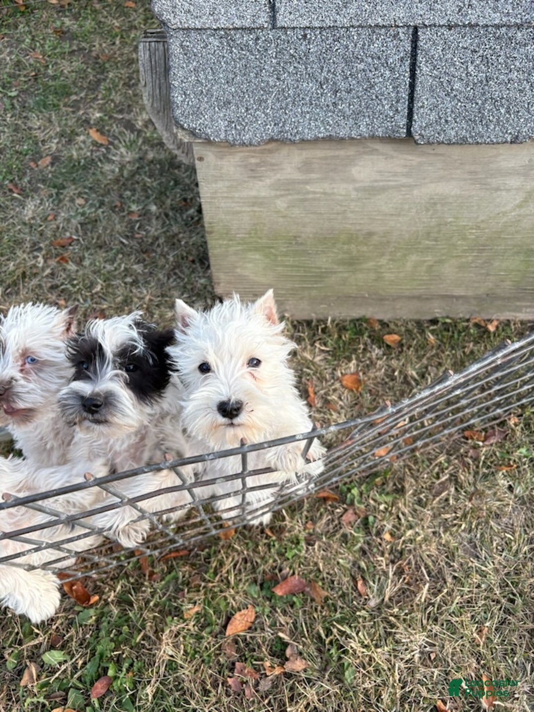 Miniature Schnauzer dogs for sale: Angel Boy - Ad 3
