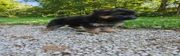 German Shepherd dogs for sale: Roxie  - Ad 5