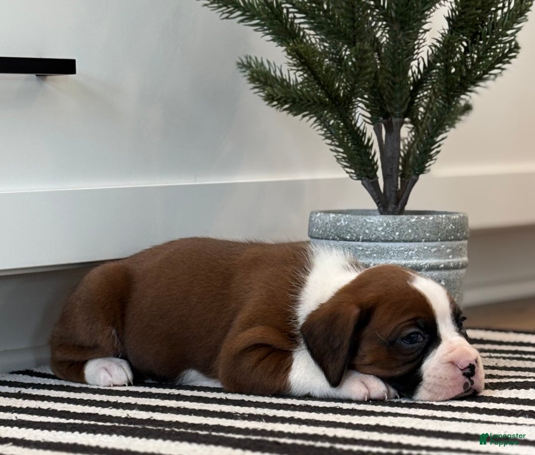 Boxer dogs for sale: Ace - Ad 7