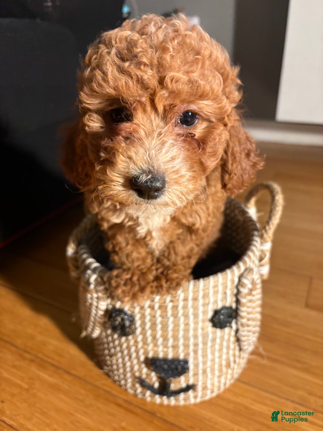 Bichpoo dogs for sale: Bichpoo Puppy 1 - Ad 6