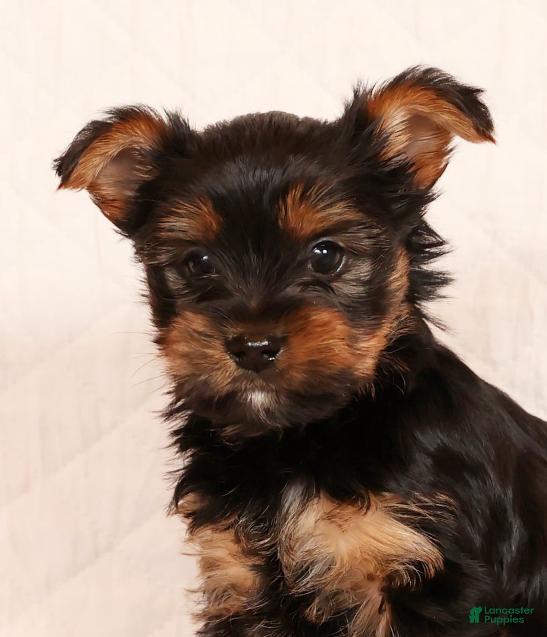 Yorkshire Terrier dogs for sale: Chocolate - Ad 7
