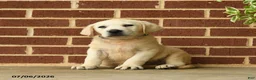 Labrador Retriever dogs for sale: Bouncer - Ad 1