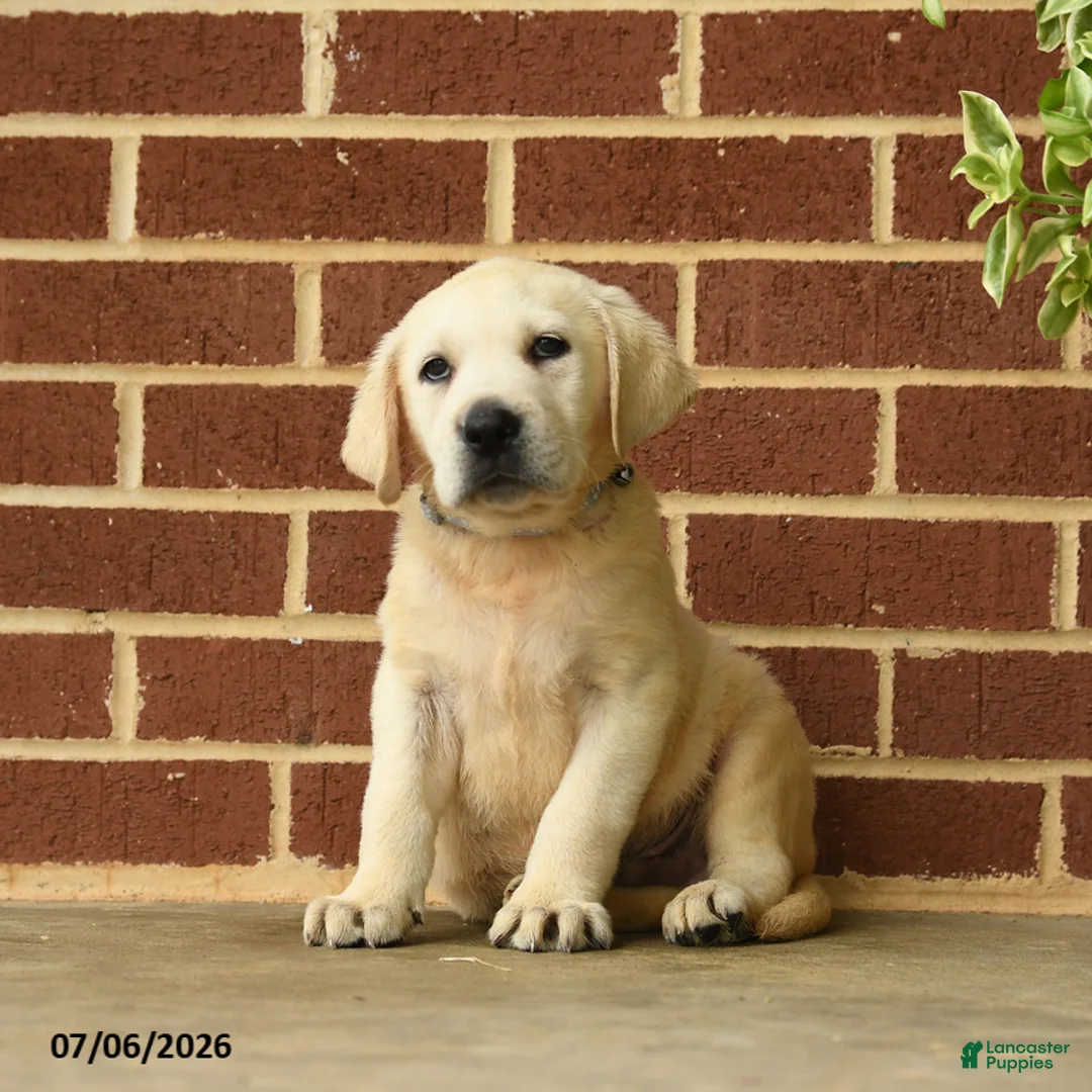 Labrador Retriever dogs for sale: Bouncer - Ad 1
