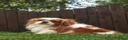 Cavalier King Charles Spaniel dogs for sale: Benjamin  - Ad 9