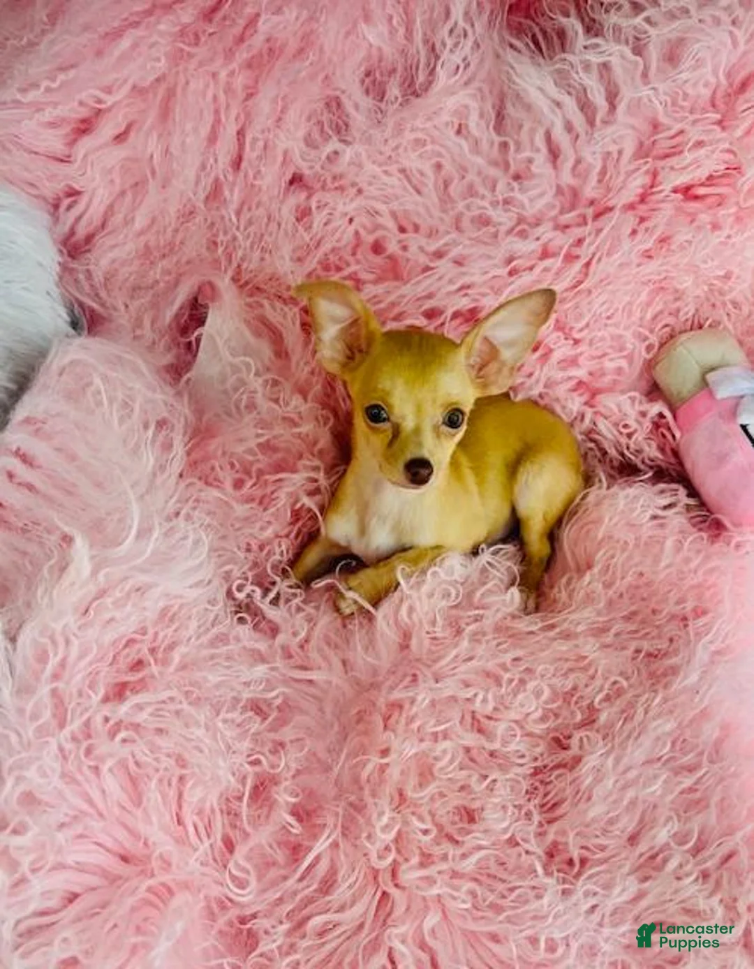 Chihuahua dogs for sale: Chihuahua Puppy 1 - Ad 3