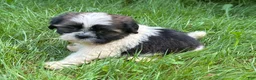 Shih Tzu dogs for sale: Shih Tzu 6 - Ad 4