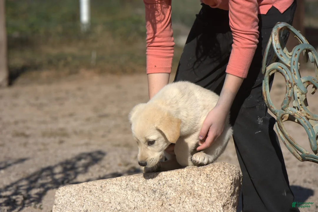 Mixed Breed dogs for sale: Toes M Lorek - Ad 8