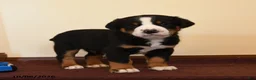 Greater Swiss Mountain Dog dogs for sale: Quiver - Ad 2