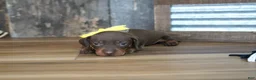 Miniature Dachshund dogs for sale: Brenna - Ad 2