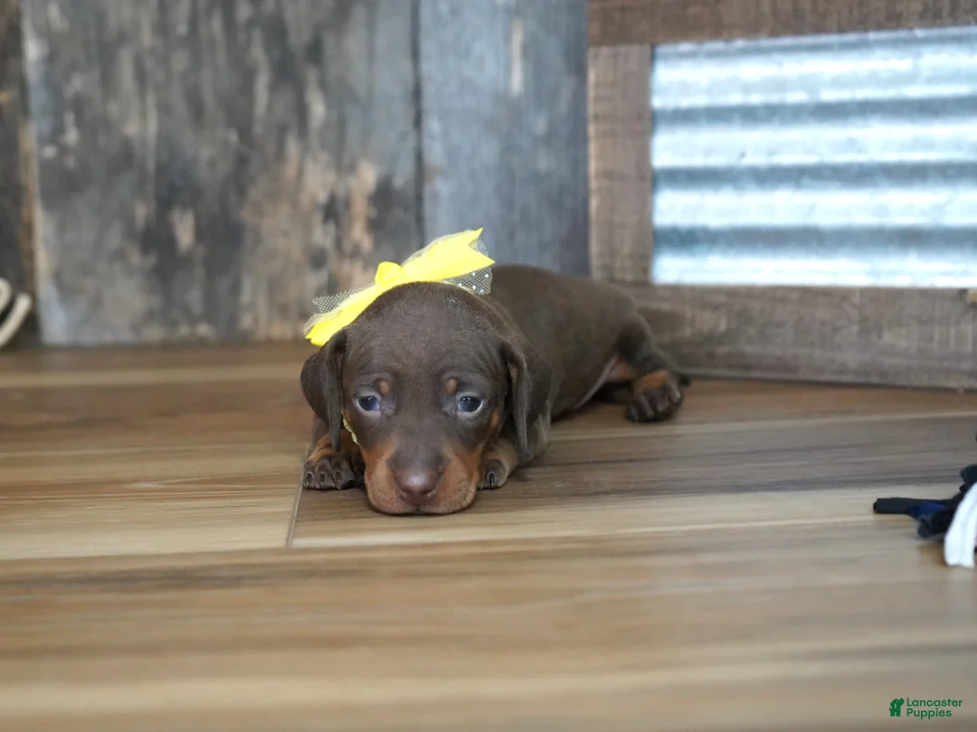 Miniature Dachshund dogs for sale: Brenna - Ad 2