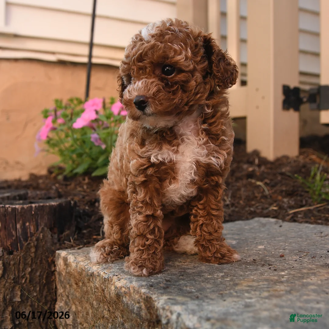 Toy Poodle dogs for sale: Francis - Ad 1