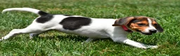 Beagle dogs for sale: Piper - Ad 8