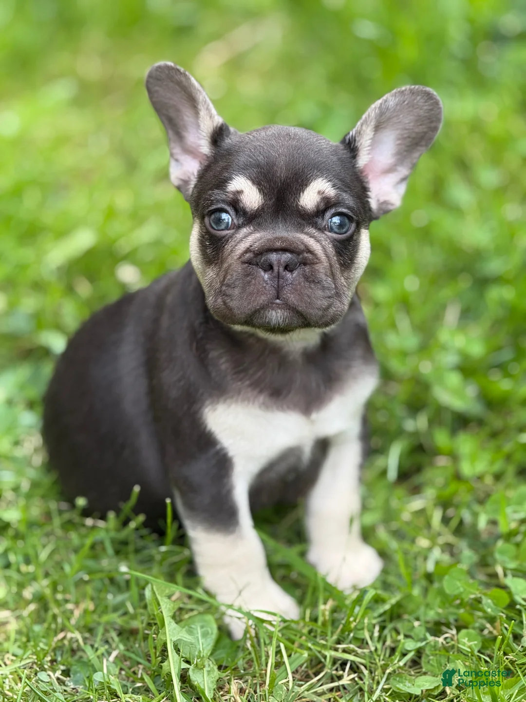 French Bulldog dogs for sale: Big Boy - Ad 1