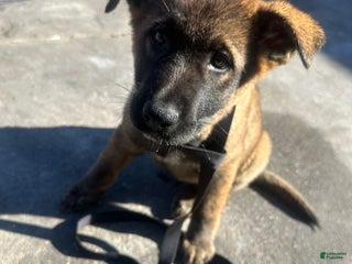 Mixed Breed dogs Rocky - Ad 29