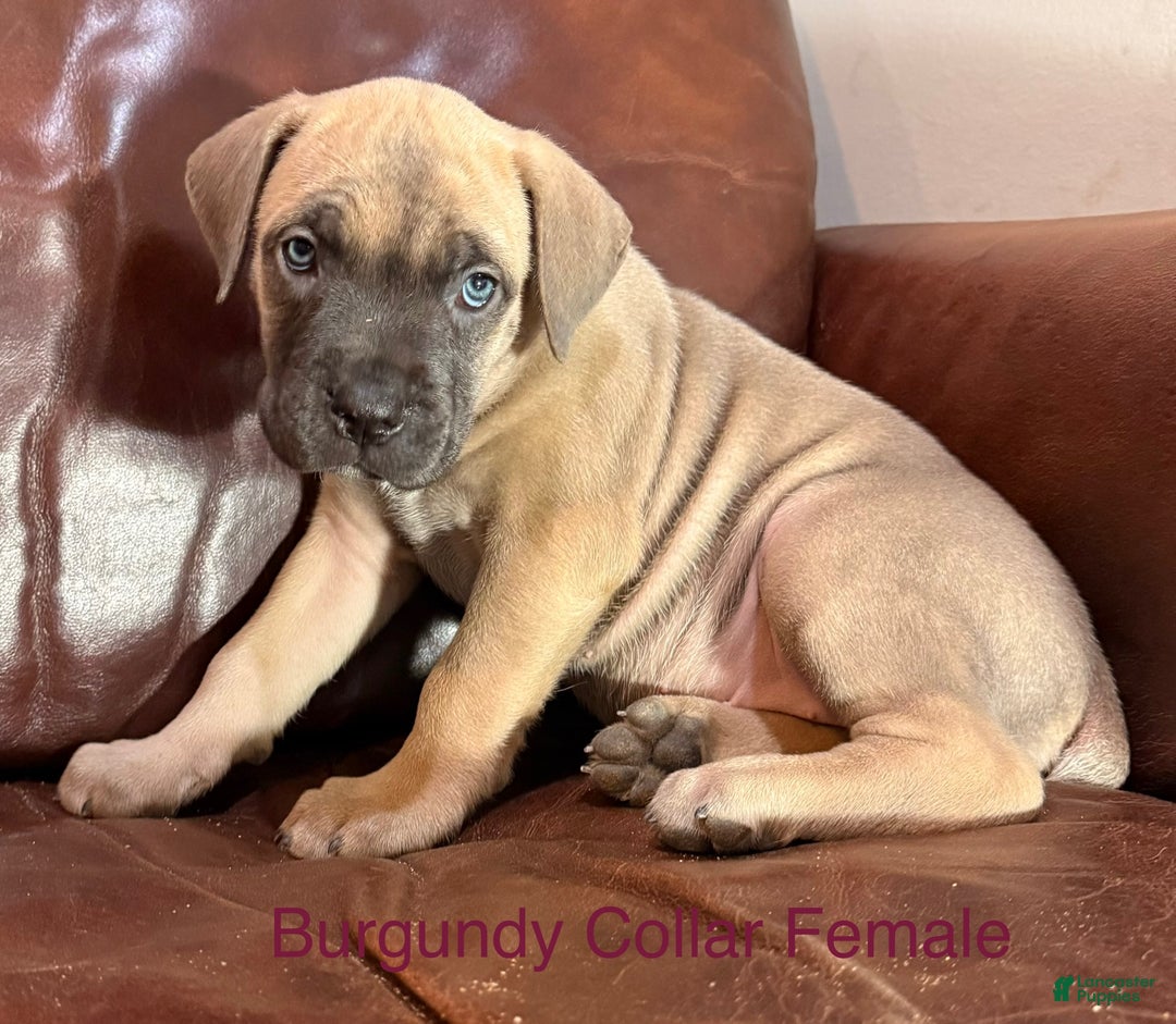 Cane Corso dogs for sale: Burgundy Collar  F Cane Corso Puppy - Ad 3