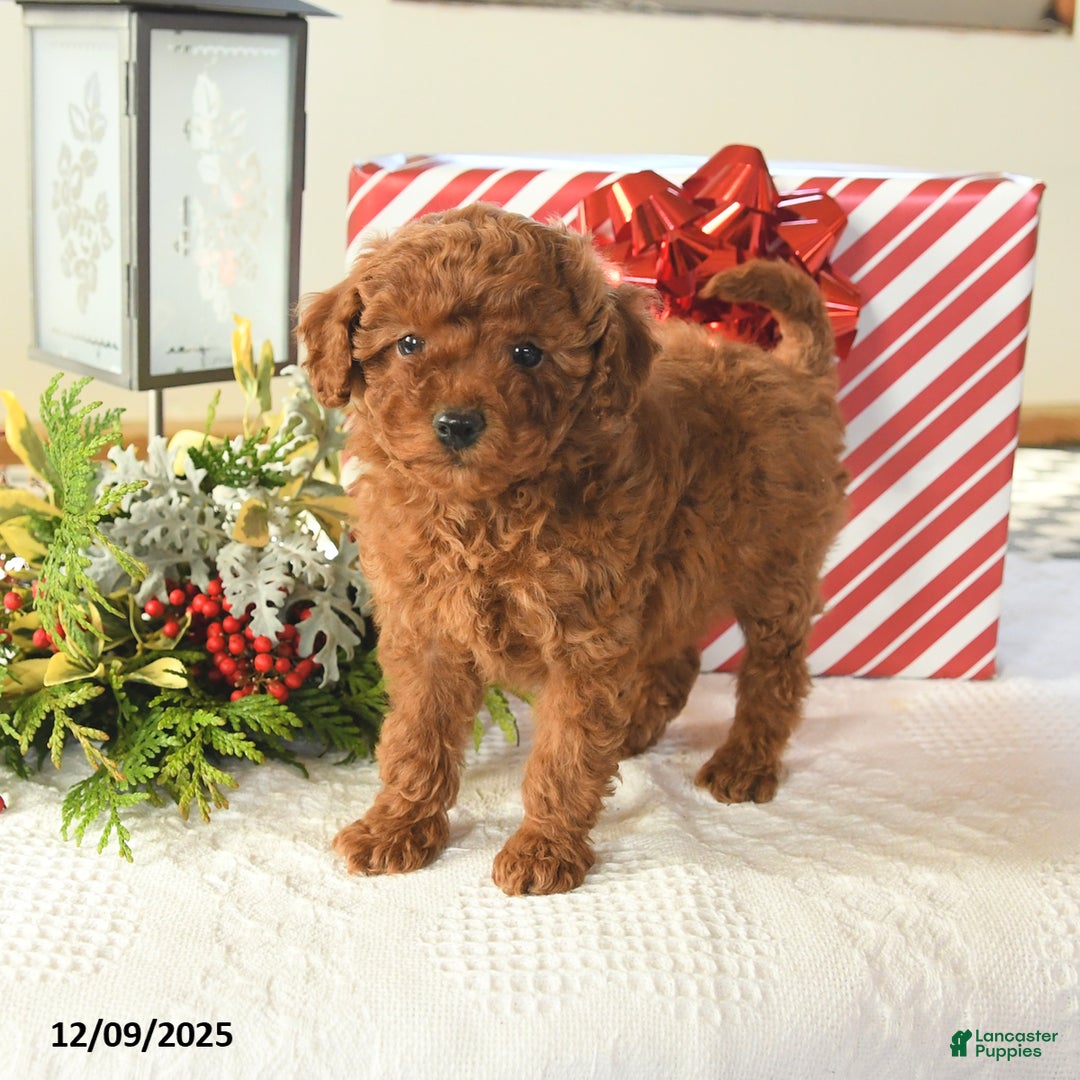 Miniature Poodle dogs for sale: Sterling - Ad 3