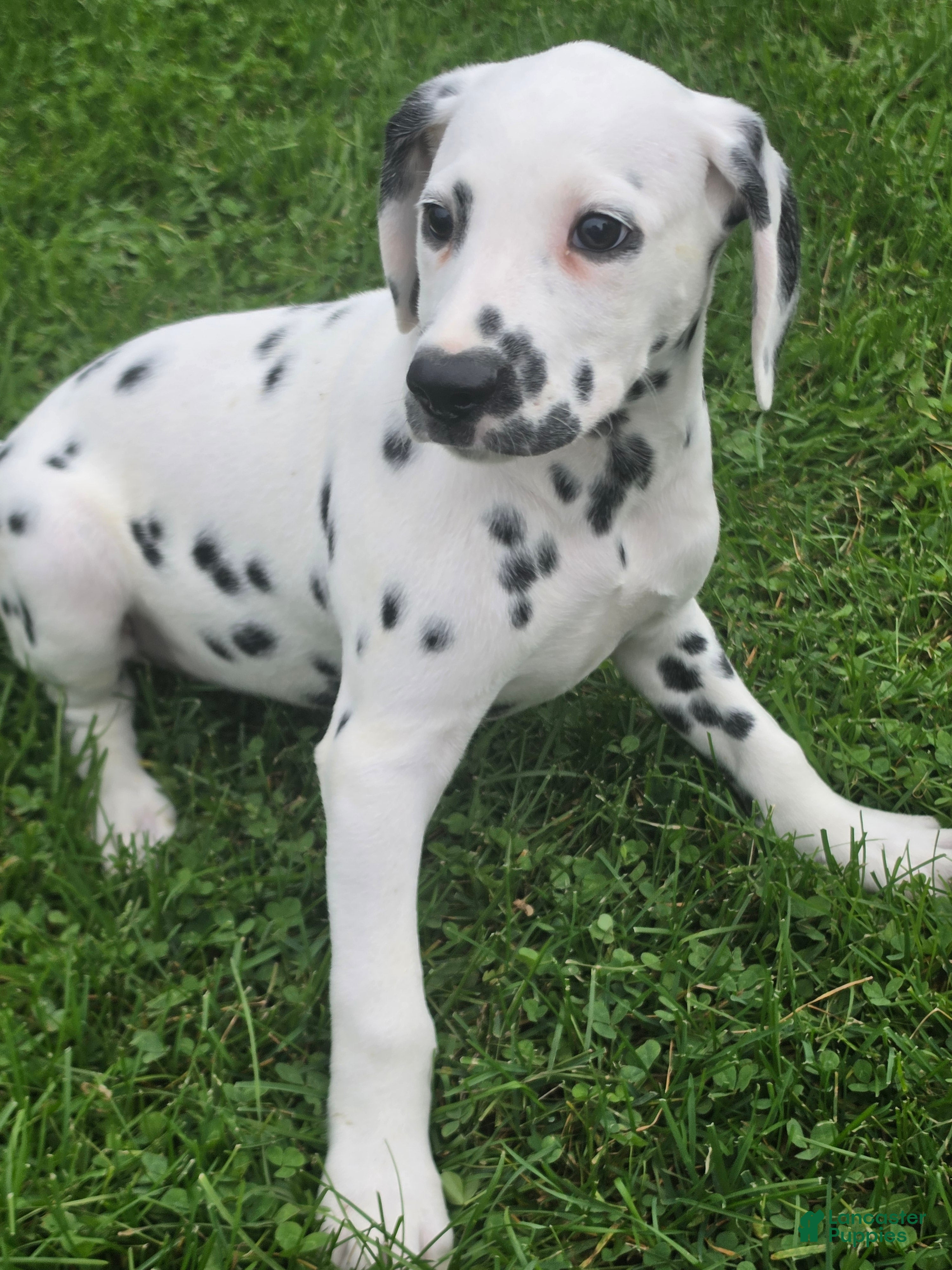 Dalmatian