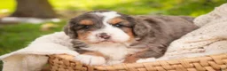Bernedoodle dogs for sale: Willow Miniature Bernedoodle  - Ad 3
