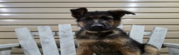 German Shepherd dogs for sale: Hunter - Ad 2