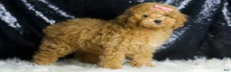 Toy Poodle dogs for sale: Joy - Ad 4