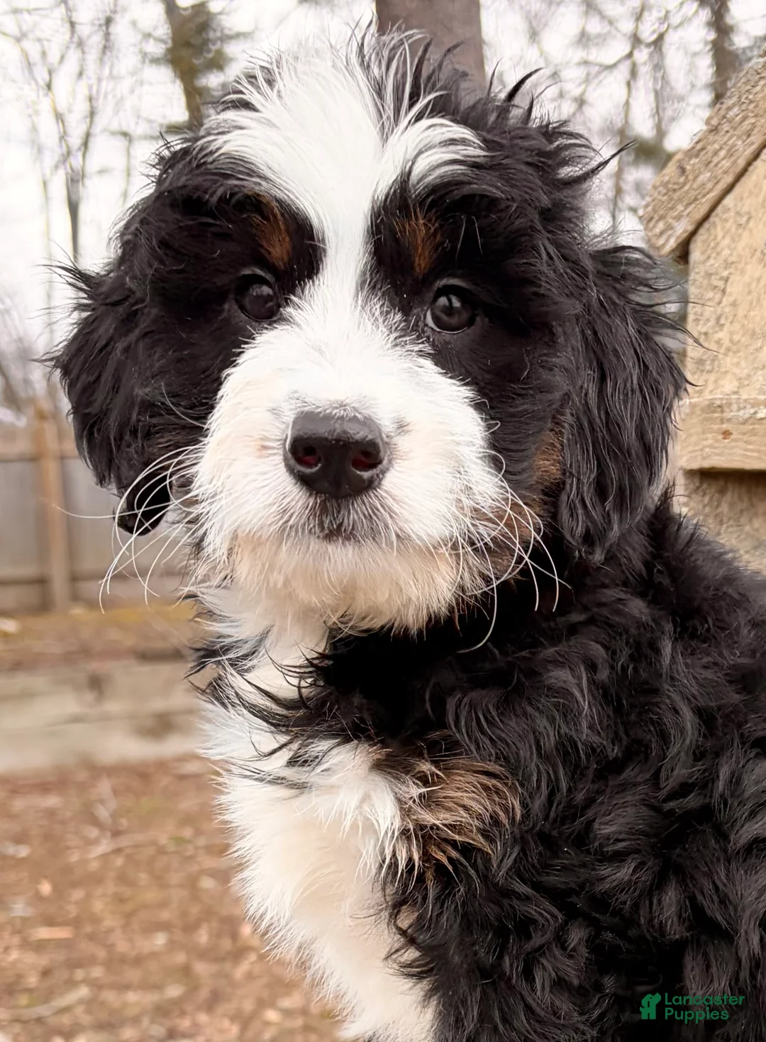 Mini Bernedoodle dogs for sale: 💛IN BOSTON MASSACHUSETTS AREA💛MINI BERNEDOODLE💛 - Ad 1