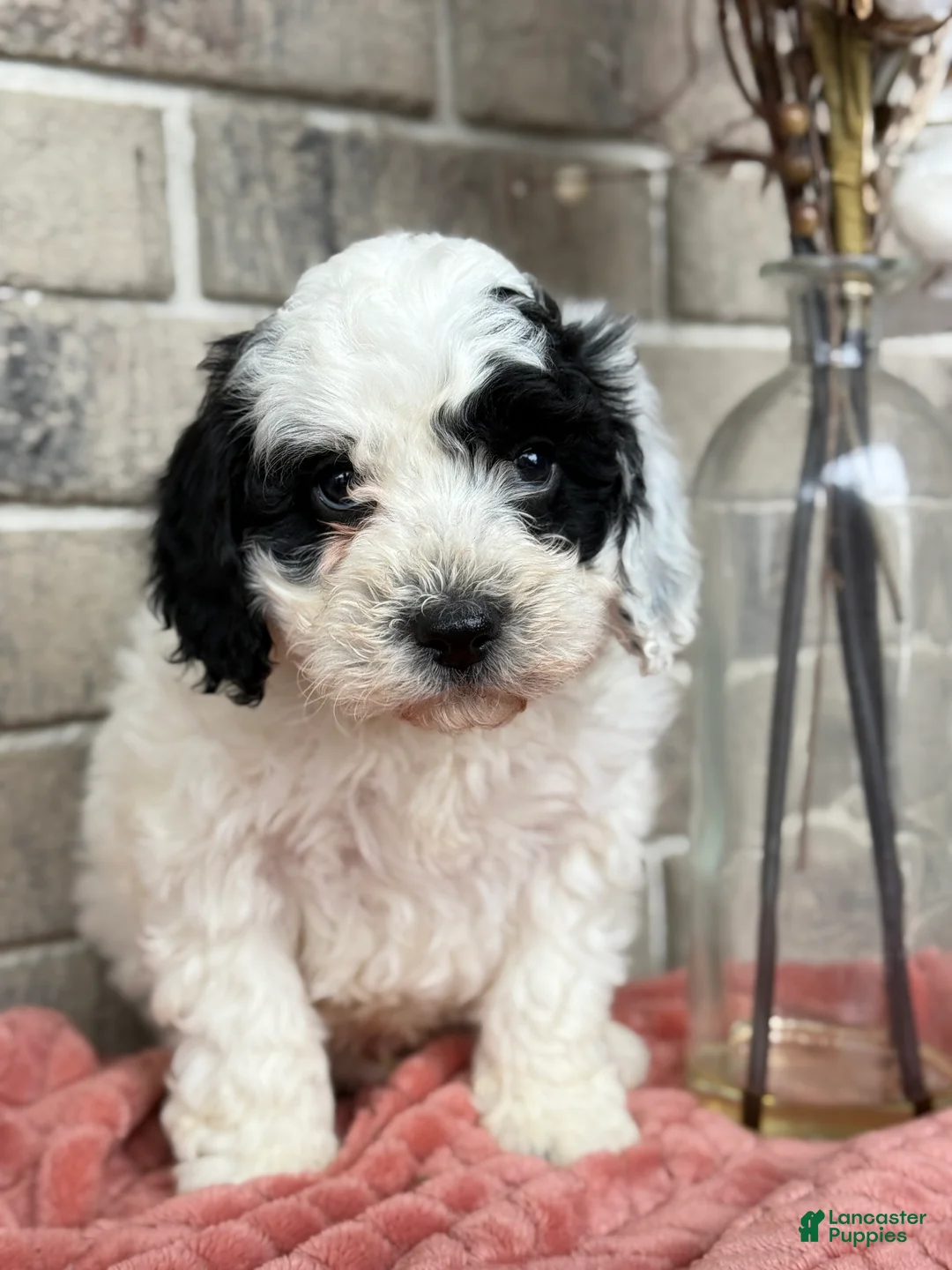 Cavapoo dogs for sale: Kobe - Ad 1