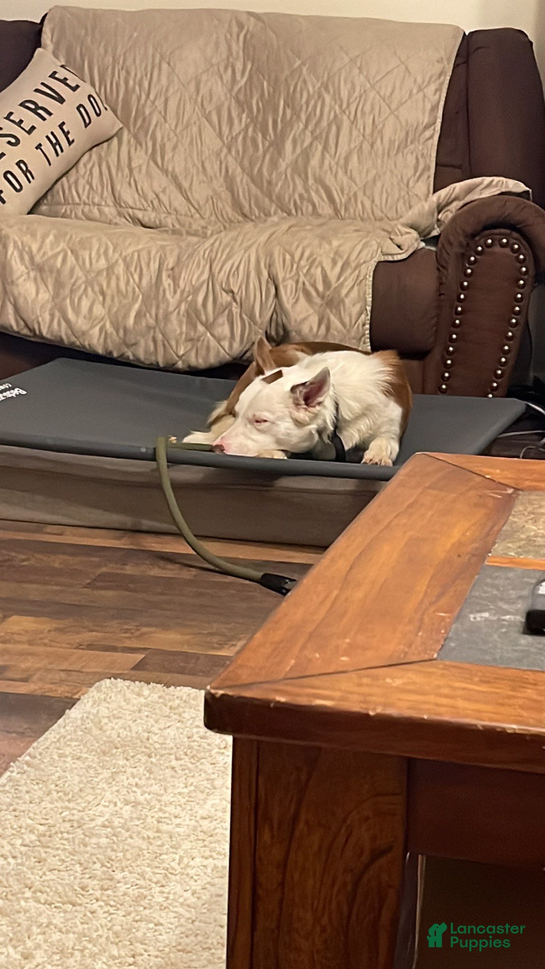 Border Collie dogs for sale: Border Collie Puppy 1 - Ad 8