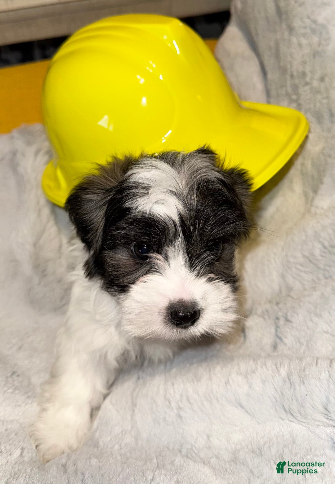 Mixed Breed dogs for sale: Lhatese Breed “Tubby” - Ad 9