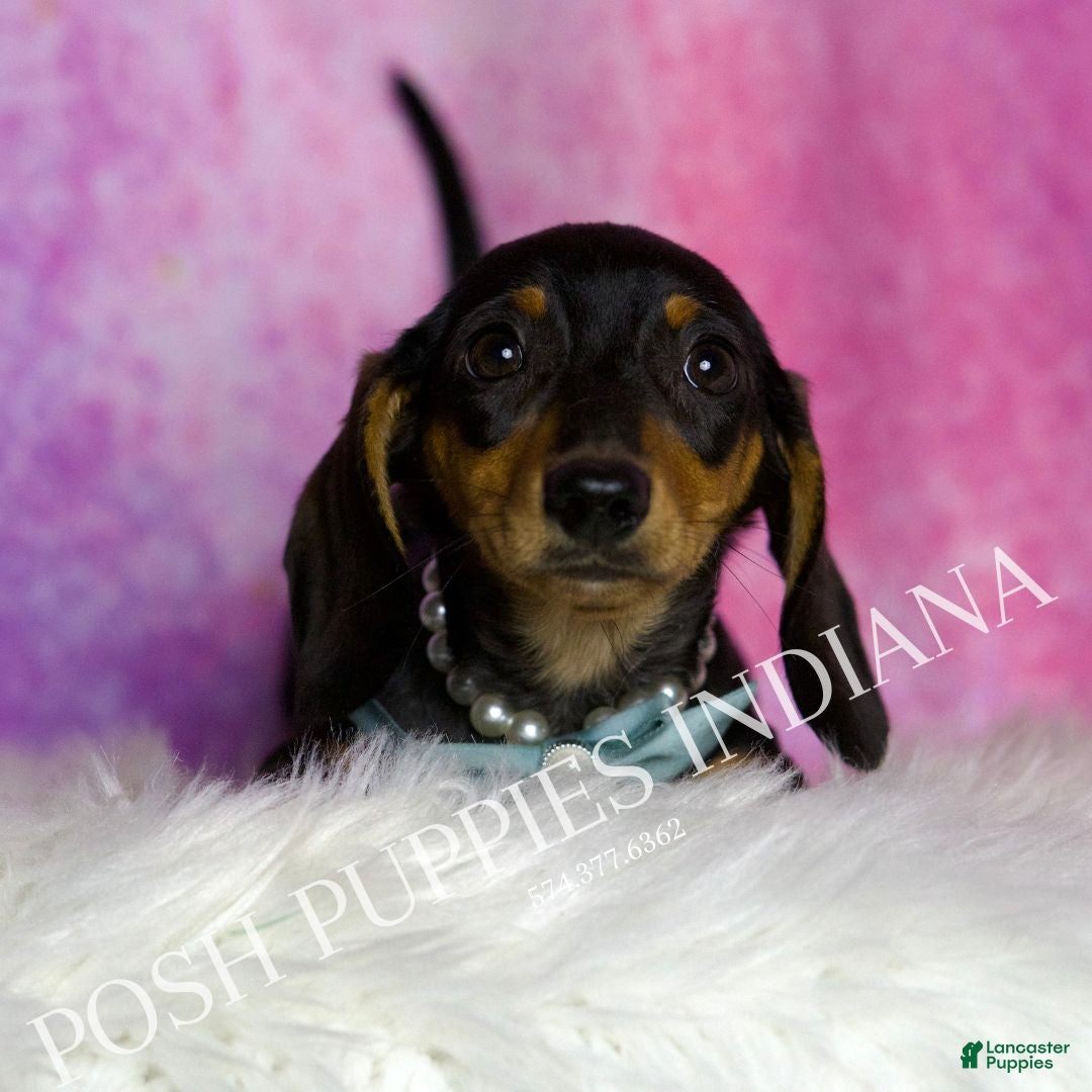 Miniature Dachshund dogs for sale: Toby - Ad 2