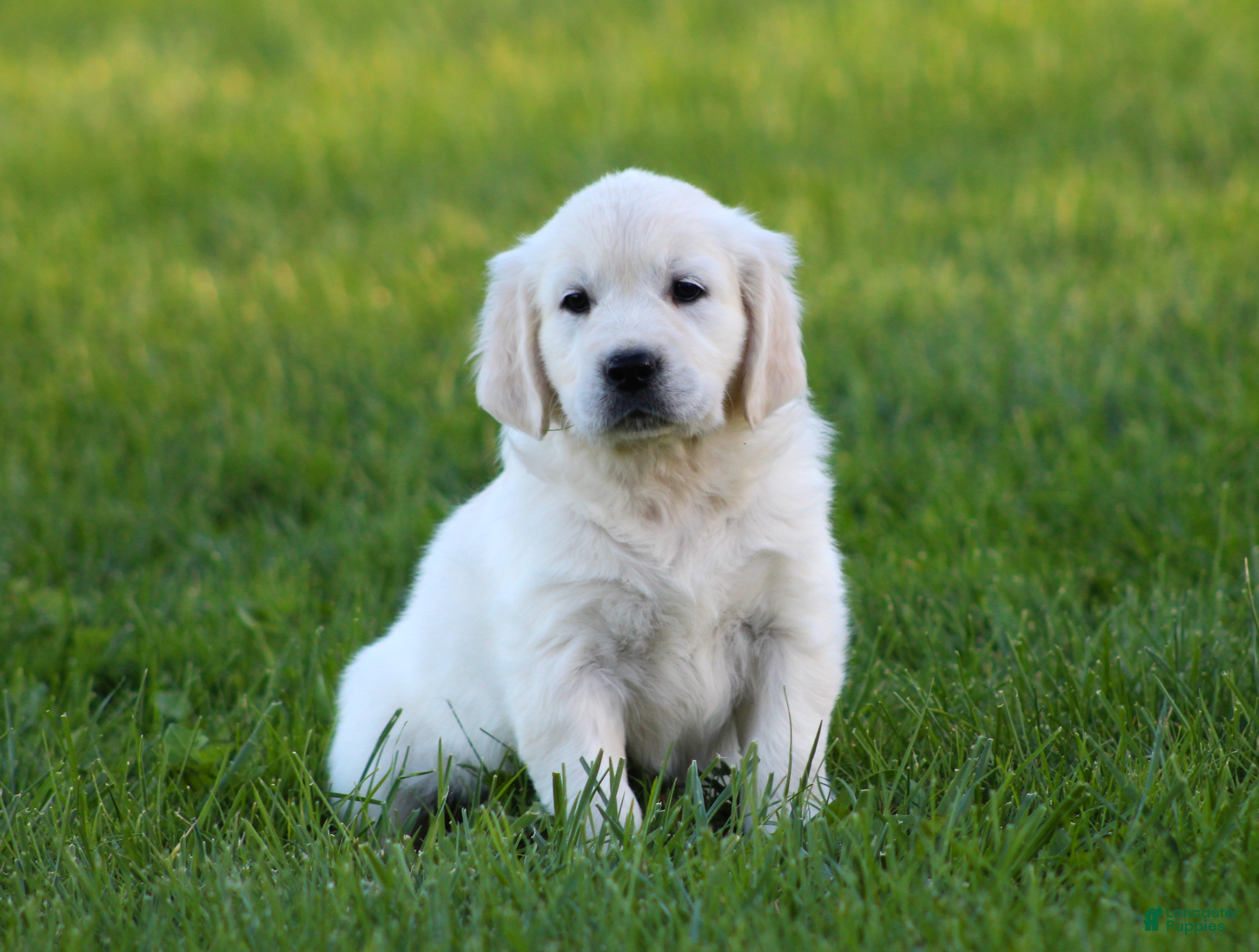 Golden Retriever dogs Katniss  - Ad 2
