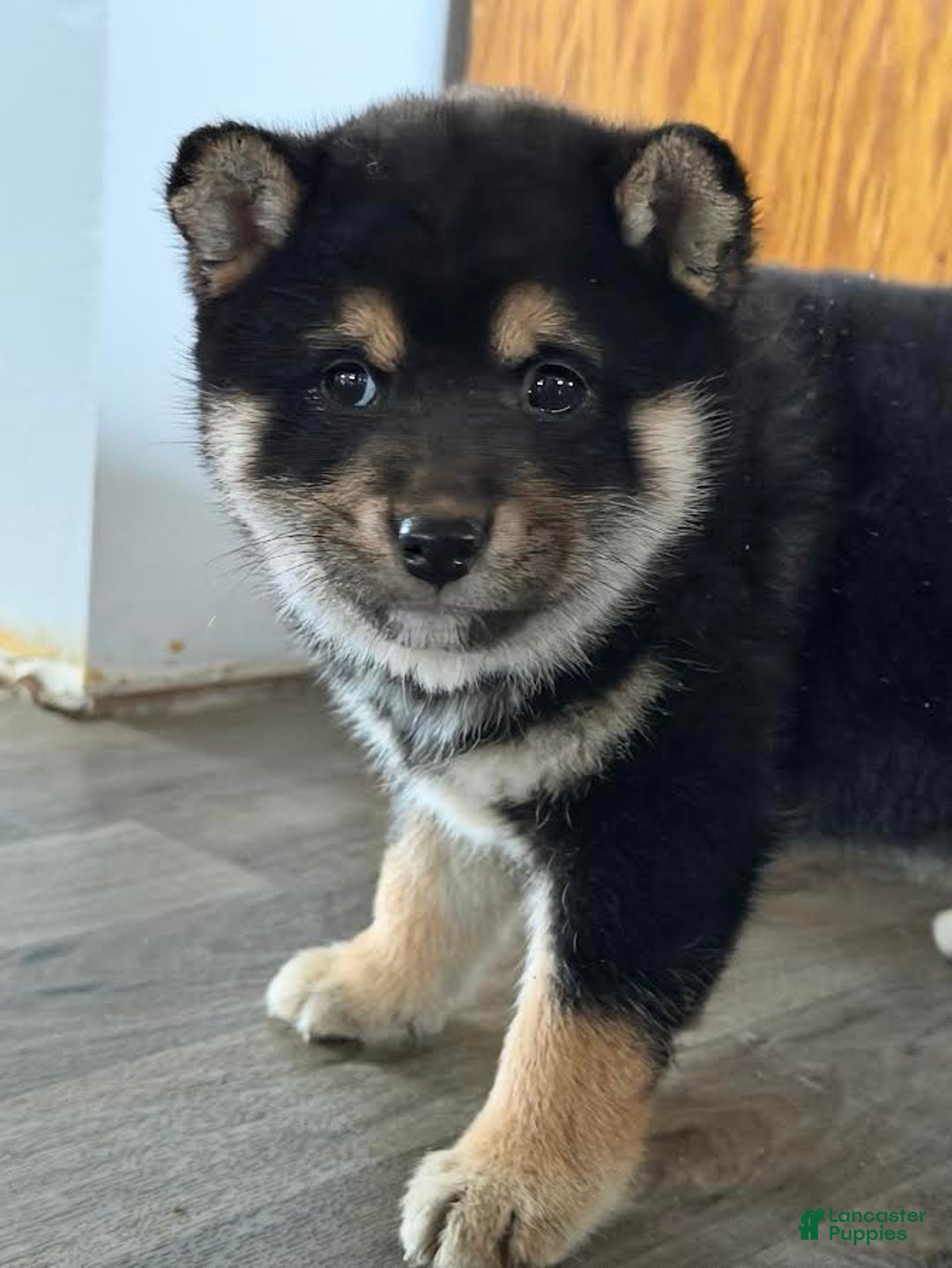 Shiba Inu dogs for sale: Sidney - Ad 3