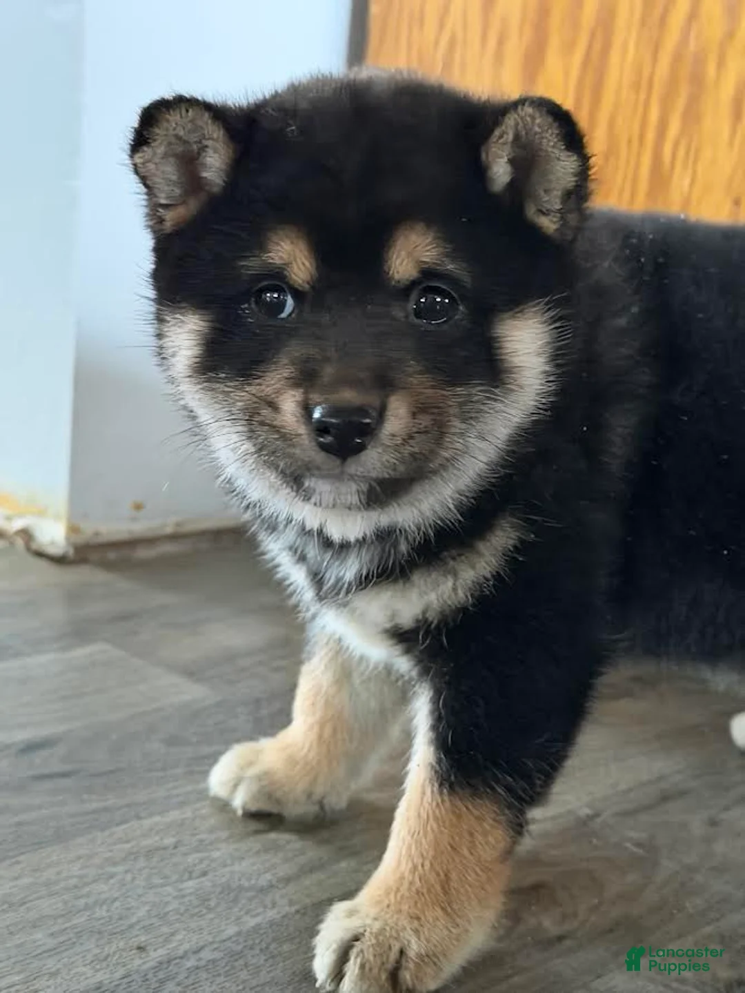 Shiba Inu dogs for sale: Sidney - Ad 3