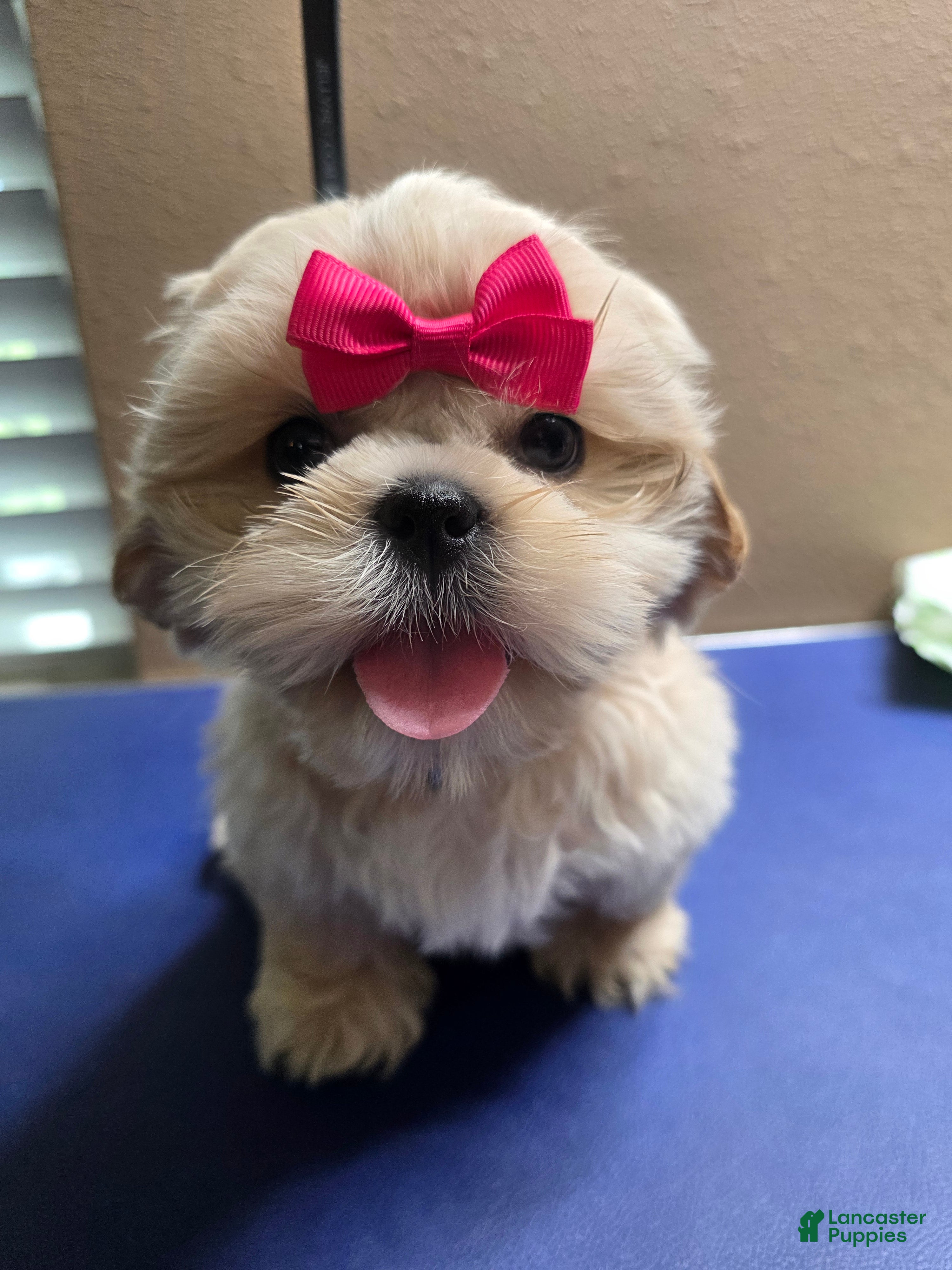 Shih Tzu dogs Shih Tzu Female - Ad 1