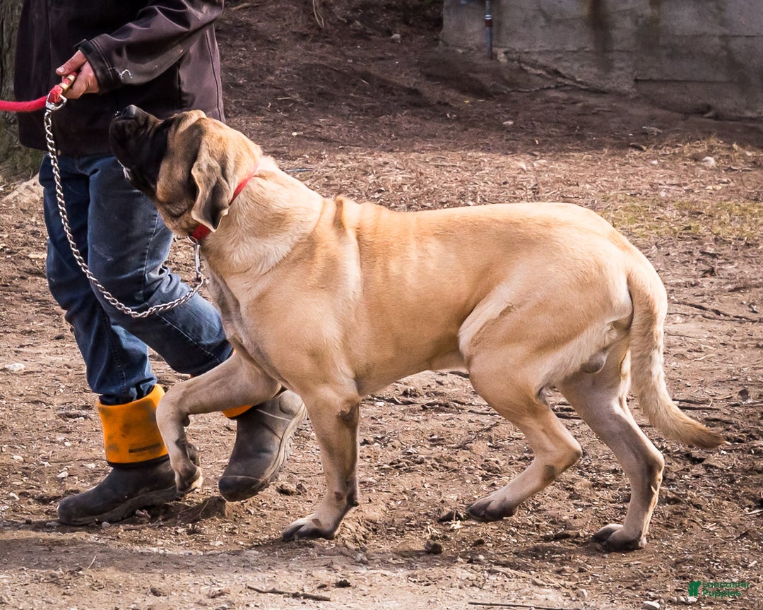 English Mastiff dogs for sale: Chloe - Ad 17