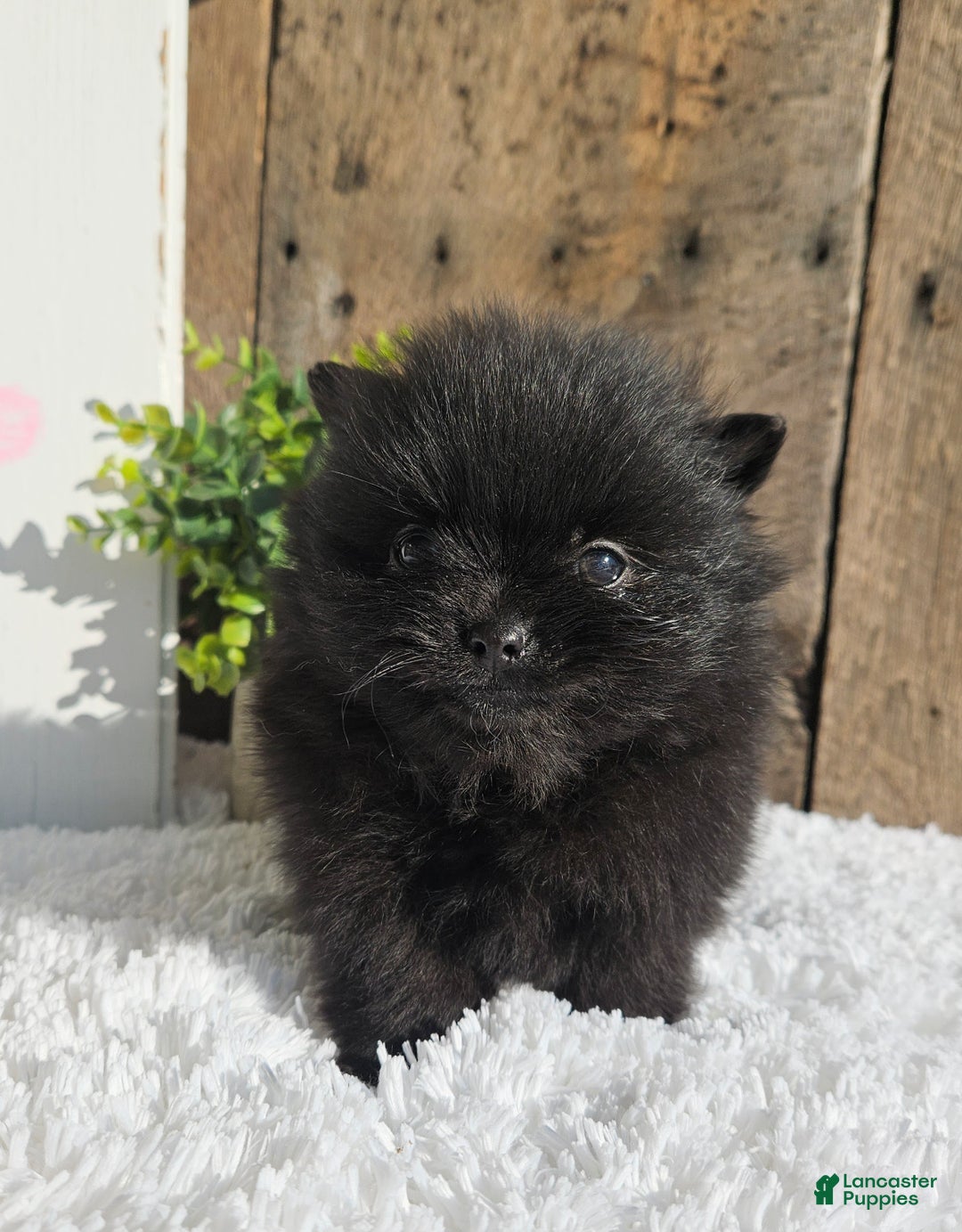 Pomeranian dogs for sale: Tinker - Ad 7