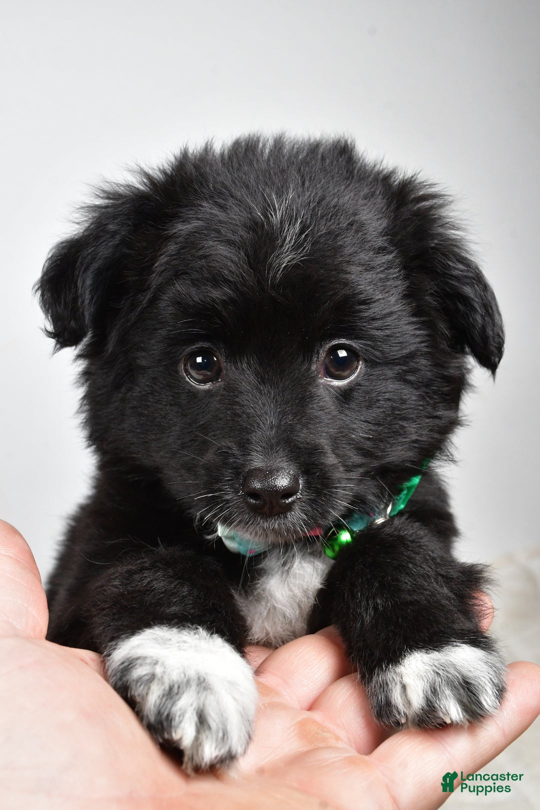 Mini Aussiedoodle dogs for sale: Wyatt  - Ad 12