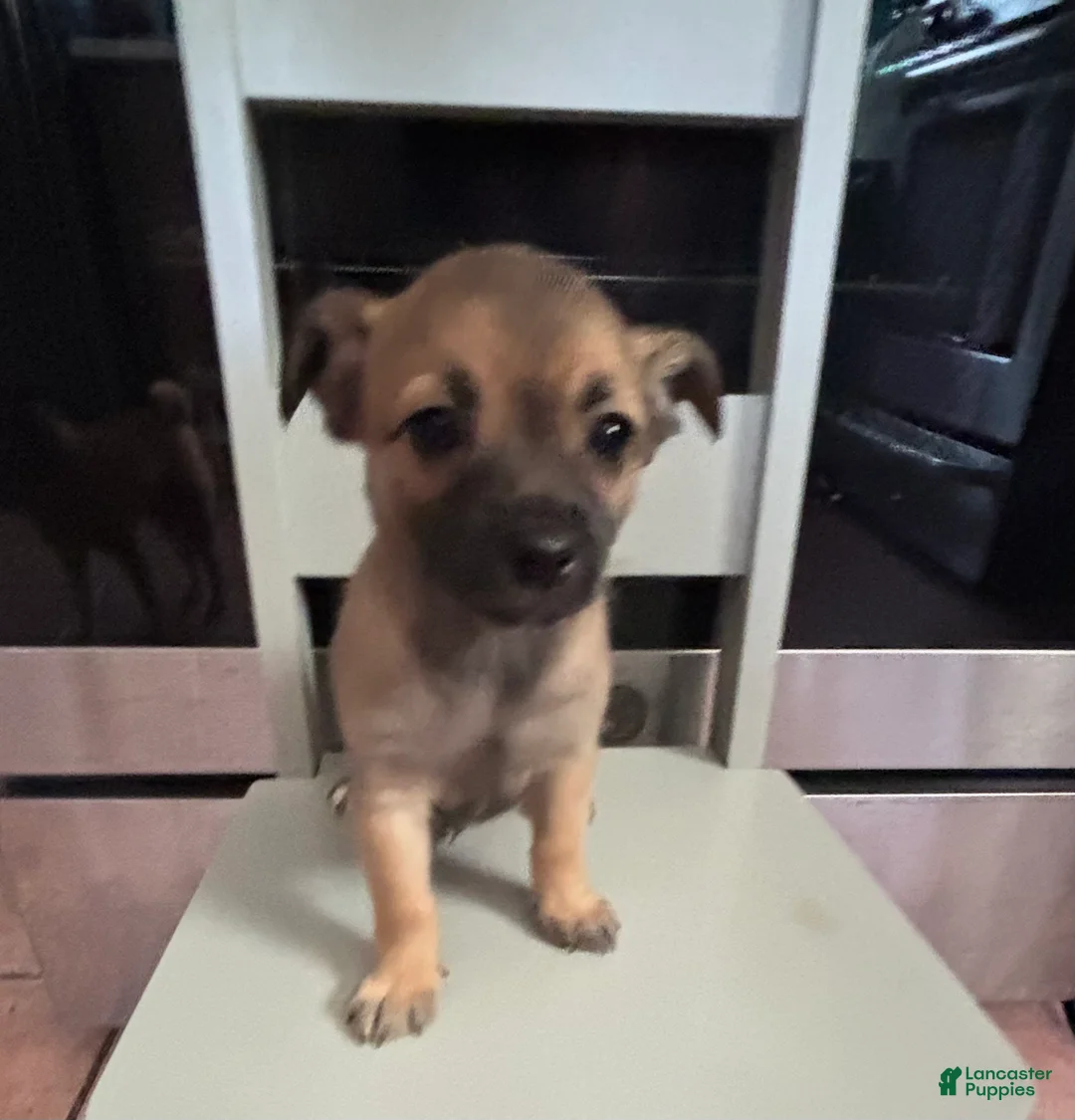 Chihuahua dogs for sale: Chihuahua Puppy 1 - Ad 10