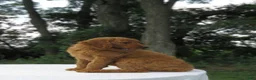 Goldendoodle dogs for sale: Rosie - Ad 8