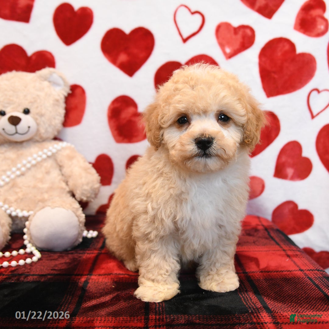 Bichpoo dogs for sale: Pudding - Ad 4