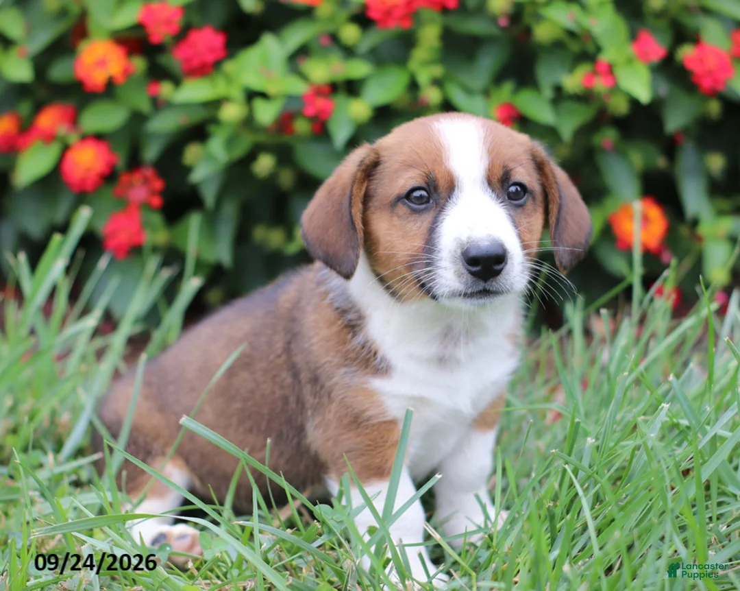 Mixed Breed dogs for sale: Oliver - Ad 4