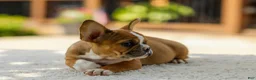 French Bulldog dogs for sale: Opal – Fawn/White - Ad 9