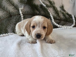 Miniature Dachshund dogs for sale: Jasper - Ad 2