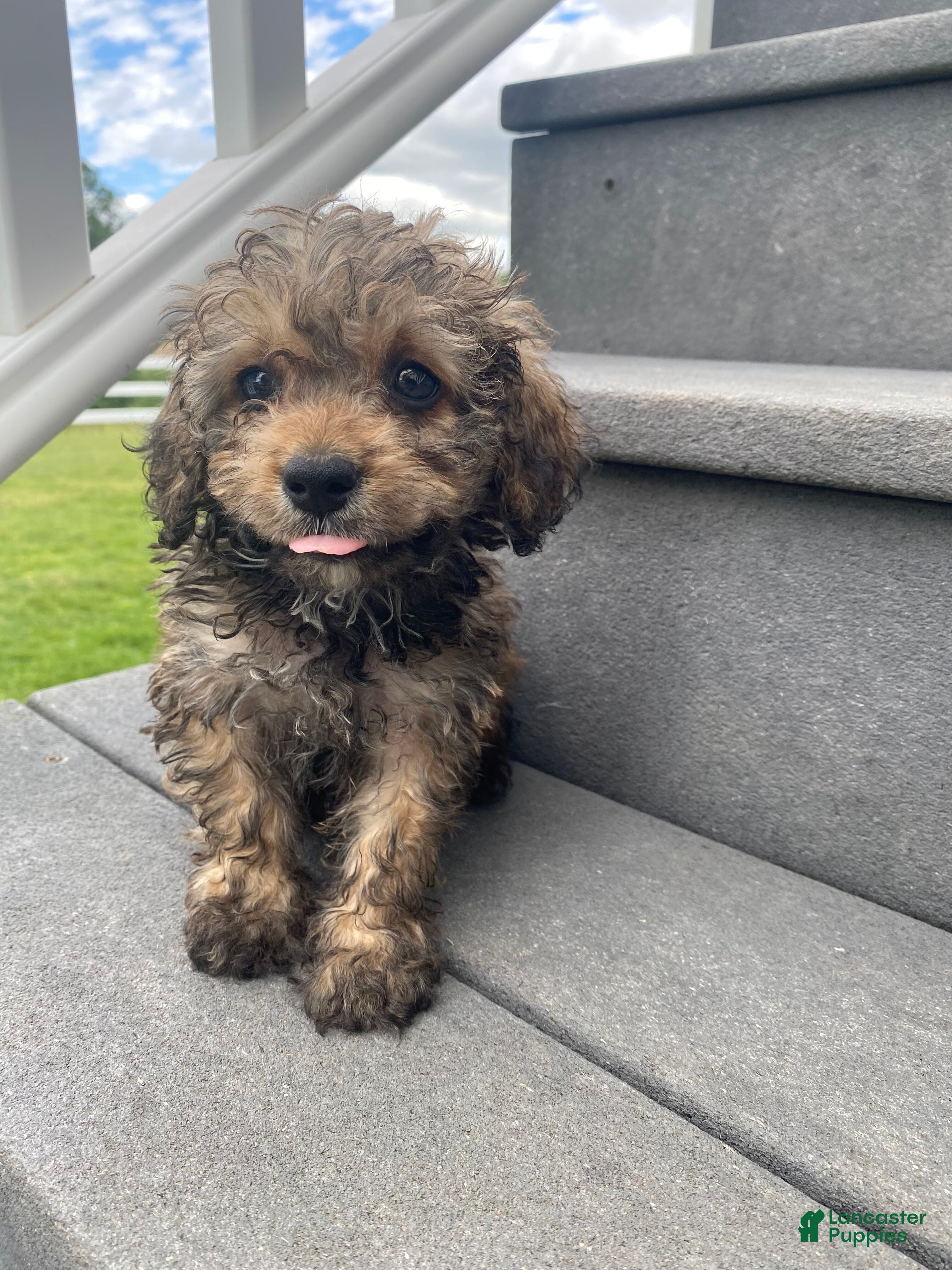 Cavapoo dogs Scout - Ad 2